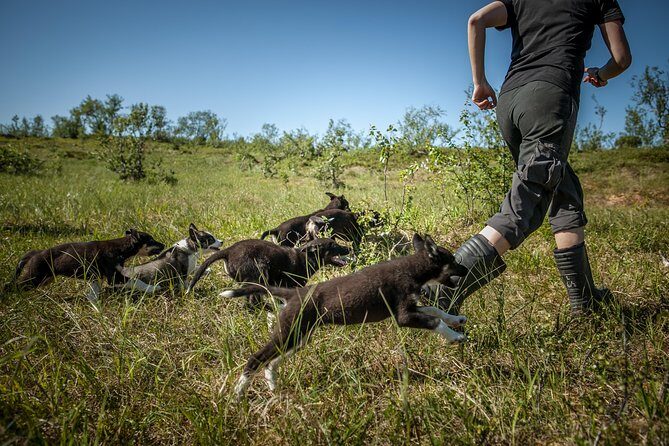 Puppy Training Experience at a Husky Farm in Tromso - Puppy Training Walk: What Hands-On Really Means