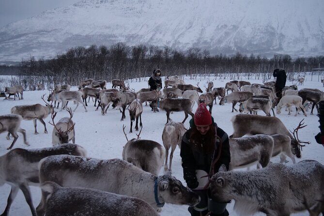 Reindeer Feeding and Sami Culture Afternoon Departure - Key highlights you’ll actually feel