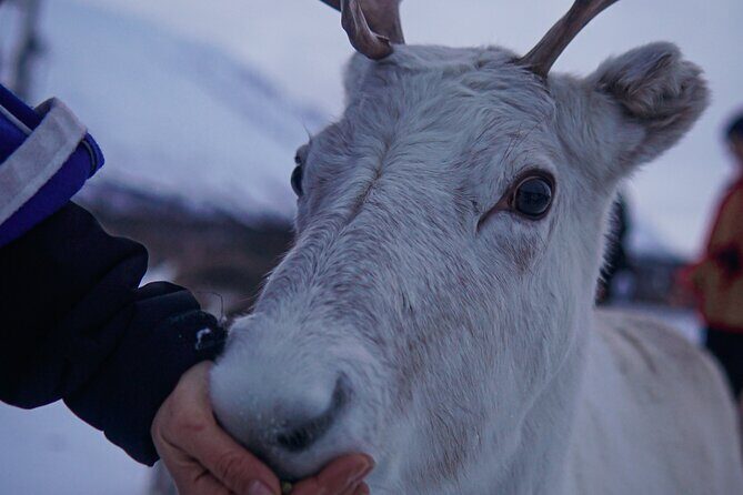 Reindeer Feeding and Sami Culture Afternoon Departure - How the Tromsø pickup turns into a Sámi camp afternoon