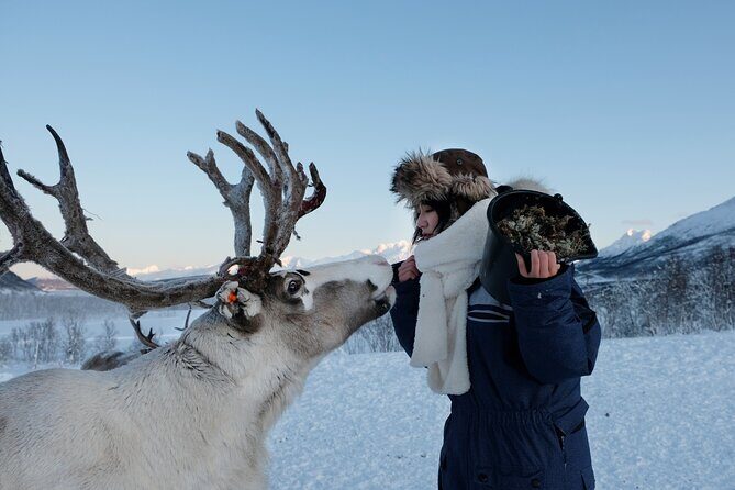 Reindeer Feeding and Sami Culture Afternoon Departure - Logistics that can make or break your afternoon