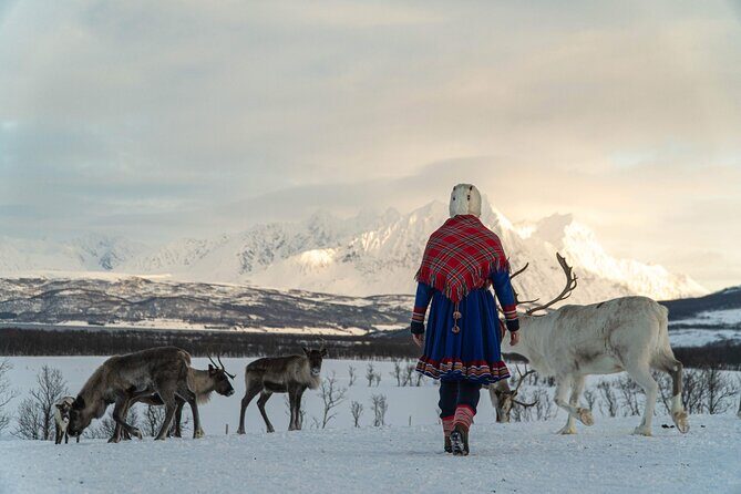 Reindeer Feeding and Sami Culture Afternoon Departure - The lavvu warm-up: hot drinks, real comfort, and time to breathe