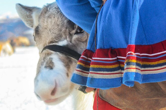 Reindeer Feeding and Sami Culture Including Lunch from Tromso - Reindeer Feeding Meets Sami Culture in a Tromsø Lavvu