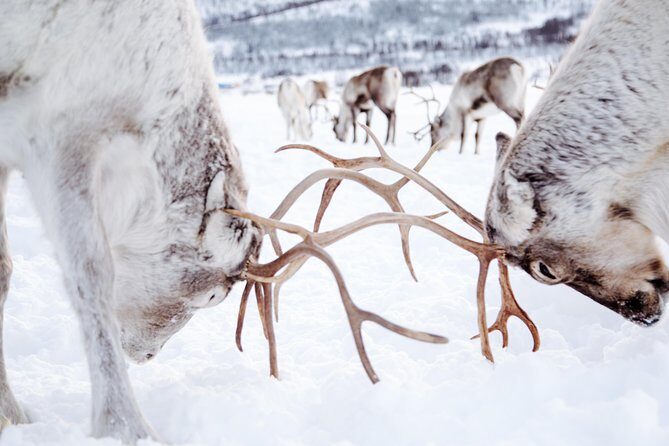 Reindeer Feeding and Sami Culture Including Lunch from Tromso - Winter-Ready Comfort: What to Wear and How to Prepare