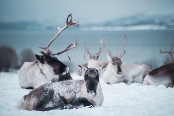 Reindeer Feeding and Sami Culture Including Lunch from Tromso - Who This Tour Suits Best in Tromsø