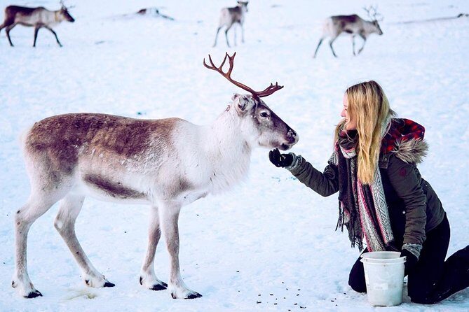 Reindeer Feeding and Sami Culture Including Lunch from Tromso - Getting to the Sami Camp: Prostneset Pick-Up and a Coastal Ride