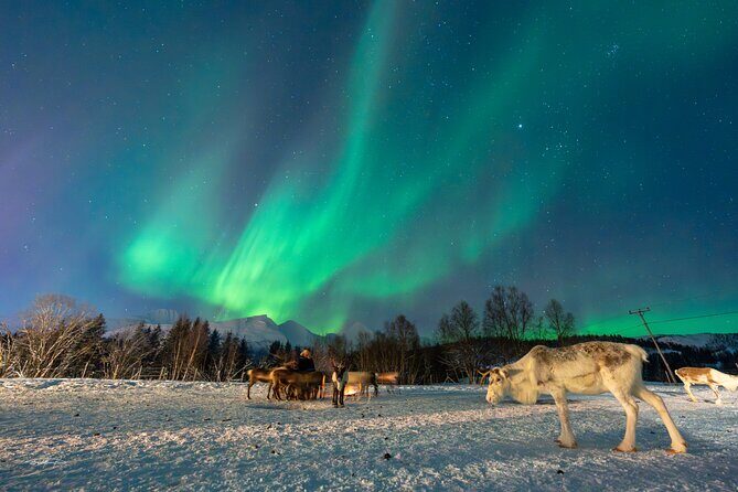 Reindeer Feeding and Sledding, Sami Storytelling Night Tour - Feeding Reindeer and Settling Into the Sami Camp