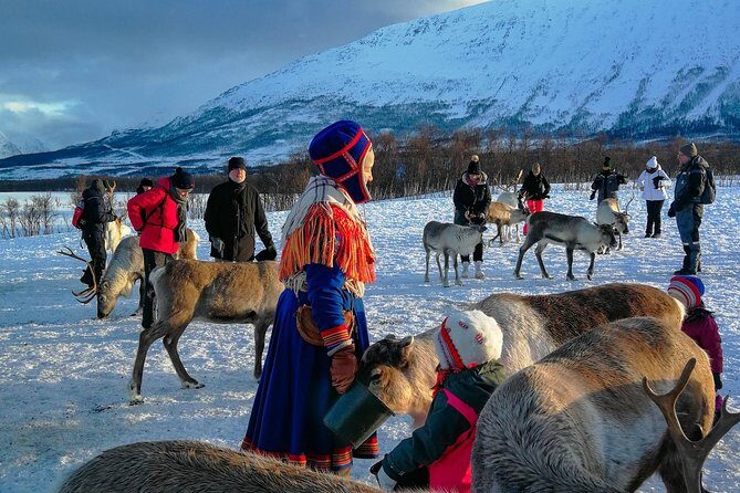 Reindeer feeding & Saami Culture - Why This Tromsø Experience Works So Well in Winter
