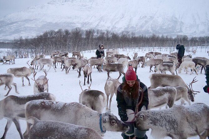 Reindeer feeding & Saami Culture - The Sámi Culture Story: What You Learn and What to Expect