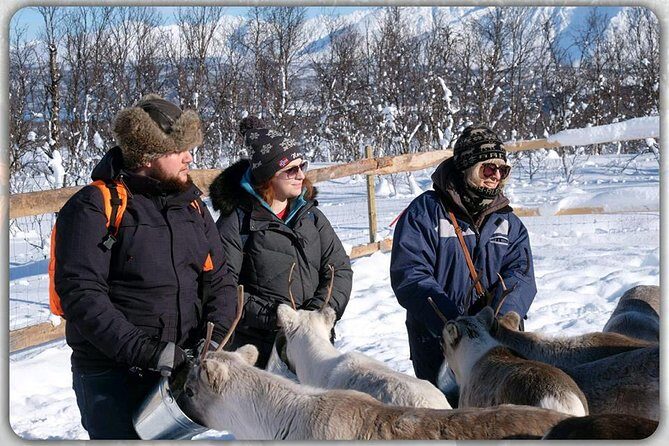 Reindeer feeding & Saami Culture - Lunch and Reindeer Stew: Traditional, Not Always Familiar