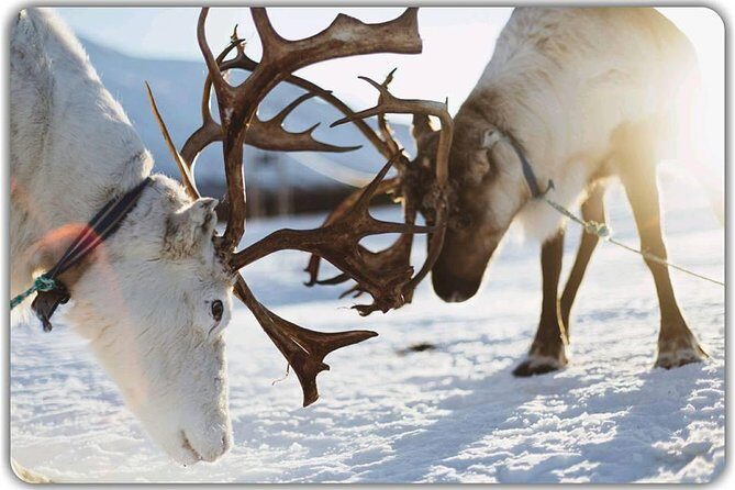 Reindeer feeding & Saami Culture - Transfers, Timing, and Group Size (So You Don’t Feel Rushed)