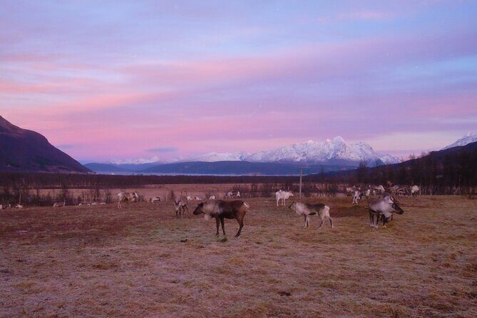 Reindeer feeding & Saami Culture with chance for Northern Lights - Sámi culture and Arctic survival talk: what you’ll actually get
