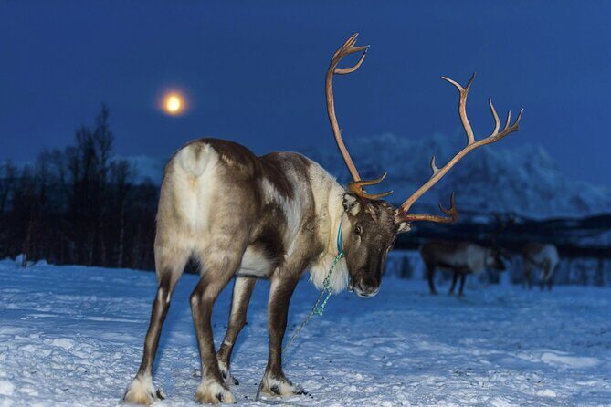Reindeer feeding & Saami Culture with chance for Northern Lights - Who this tour fits best (and who might want a different style)