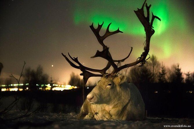Reindeer Sledding and Feeding with Chance of Northern Lights Tromso - What Makes This Tromsø Evening More Than Standard Aurora Chasing