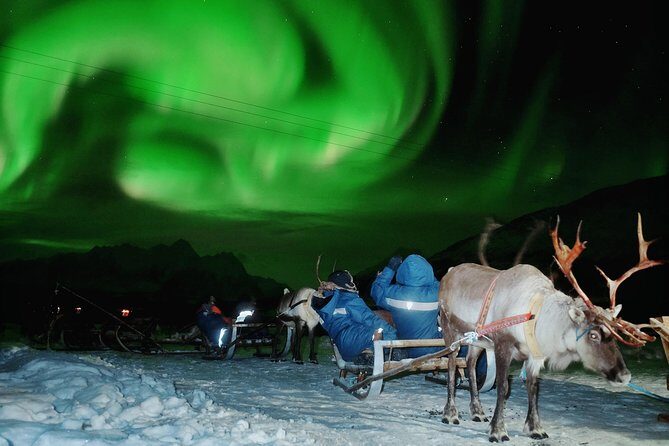 Reindeer Sledding and Feeding with Chance of Northern Lights Tromso - The Lavvu Warm-Up: Sami Stew, Hot Drinks, and Real Comfort in Winter