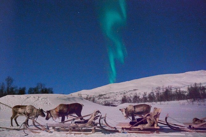 Reindeer Sledding and Feeding with Chance of Northern Lights Tromso - Sami Culture Stories You Can Actually Use Later