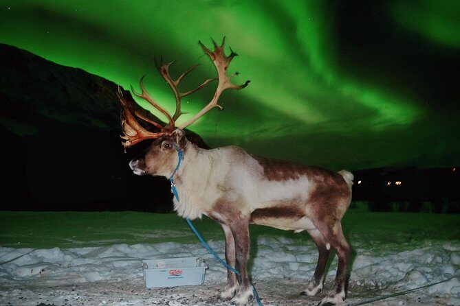 Reindeer Sledding and Feeding with Chance of Northern Lights Tromso - Crowd Size, Toilets, and Other Winter Reality Checks