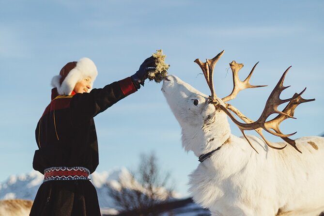 Reindeer Sledding and Feeding with Sami Culture in Tromso. - Lunch and drinks in Tromsø Lapland: reindeer stew, vegan option, and comfort food logic
