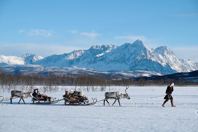 Reindeer Sledding and Feeding with Sami Culture in Tromso. - Value for $237: what you’re paying for in real terms