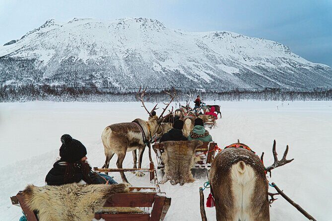 Reindeer Sledding and Feeding with Sami Culture in Tromso. - Who should book this Tromsø reindeer and Sámi culture tour