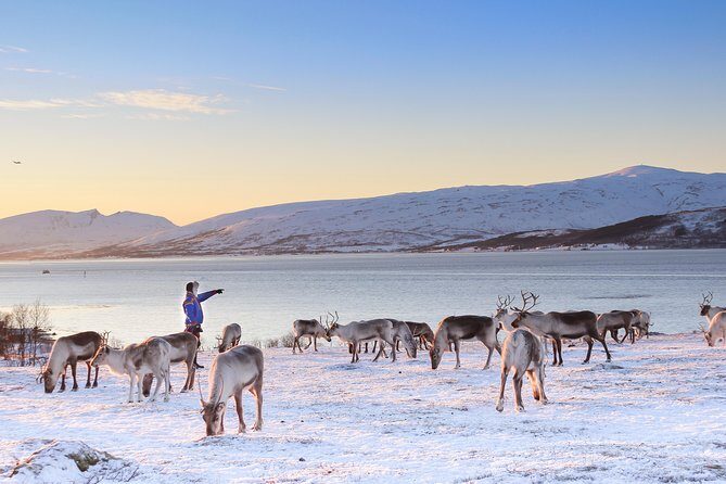 Reindeer Sledding Experience and Sami Culture Tour from Tromso - Lunch and warm drinks in a lavvu: bidos, coffee, and the shelter that matters