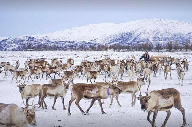 Reindeer Sledding Experience and Sami Culture Tour from Tromso - Price and value: does $225.64 make sense for a half day?