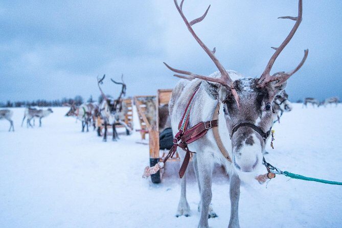 Reindeer Sledding Experience and Sami Culture Tour from Tromso - Group size and flow: why it can feel busy (and how to enjoy it anyway)