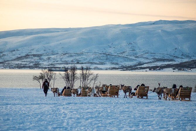 Reindeer Sledding Experience and Sami Culture Tour from Tromso - The 30-minute sleigh ride: what it feels like and how it’s run