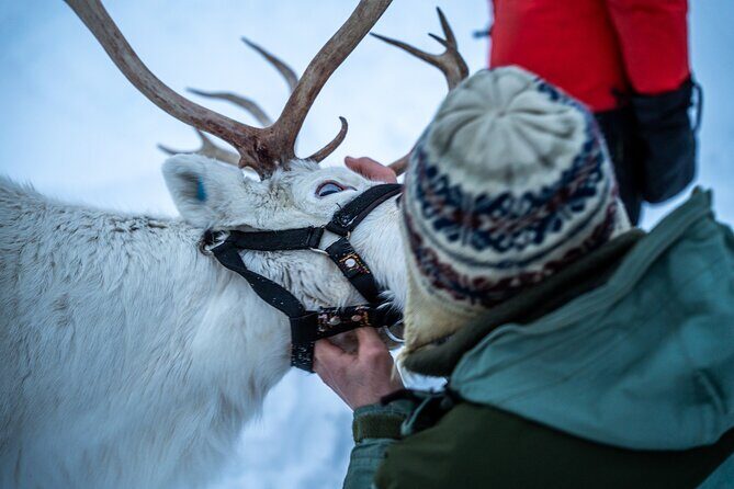 Reindeer Sledding, Feeding And Sami Culture At Reindeer Farm - Lunch Around the Bonfire: Simple, Warm, and Often Reindeer Soup