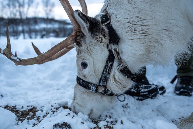 Reindeer Sledding, Feeding And Sami Culture At Reindeer Farm - Sámi Culture Stories and Artifacts: What You’ll Walk Away With