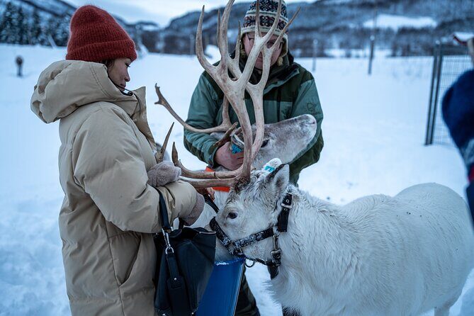 Reindeer Sledding, Feeding And Sami Culture At Reindeer Farm - Tromsø Views Plus a Real Half-Day Rhythm
