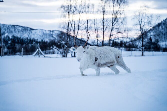Reindeer Sledding, Feeding And Sami Culture At Reindeer Farm - Entering the Sámi Reindeer Camp: Feeding, Etiquette, and Flow