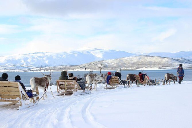 Sami Culture and Short Reindeer Sledding from Tromso - Key things to know before you go