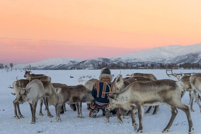 Sami Culture and Short Reindeer Sledding from Tromso - Price and logistics: is $204 worth it for a 4-hour day?
