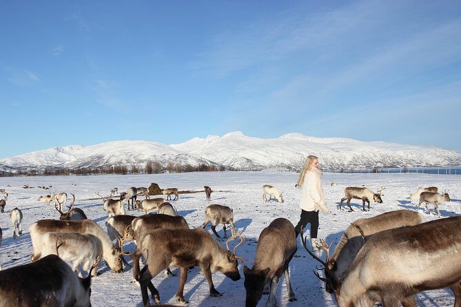 Sami Culture and Short Reindeer Sledding from Tromso - What to pack for Tromsø cold: simple gear that makes the day enjoyable