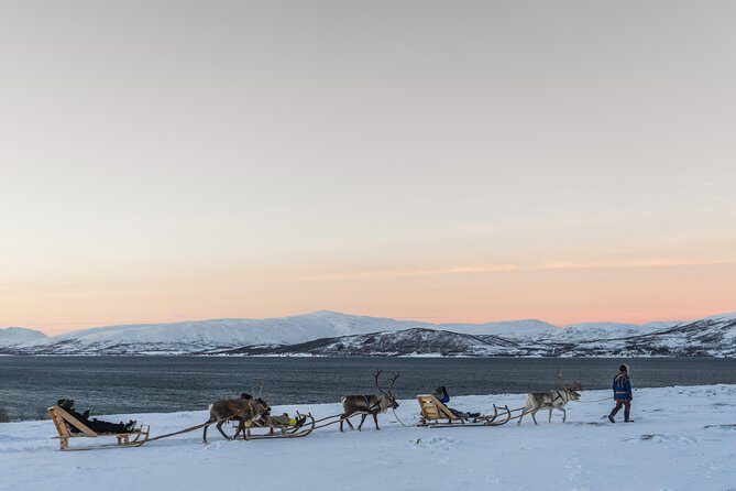 Sami Culture and Short Reindeer Sledding from Tromso - Should you book Sami culture and short reindeer sledding from Tromsø?
