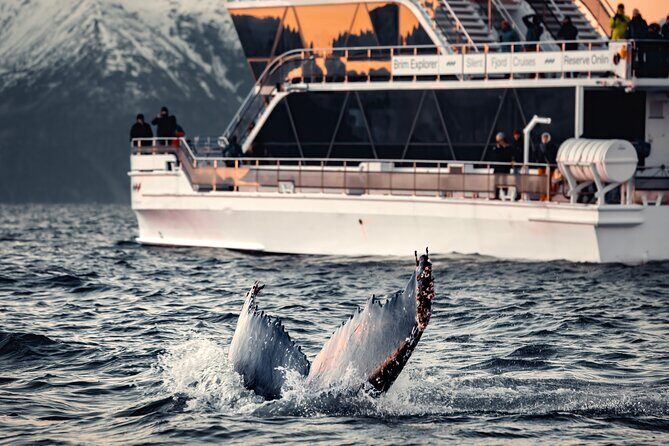 Silent Whale Watching by Hybrid-Electric Boat from Tromsø - Key points before you go