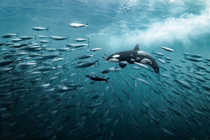 Silent Whale Watching by Hybrid-Electric Boat from Tromsø - Sea conditions and the reality of a long day at sea