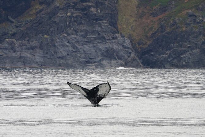 Silent Whale Watching by Hybrid-Electric Boat from Tromsø - Food, drinks, and Wi-Fi: what’s included and what you should plan for