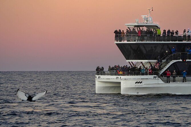 Silent Whale Watching by Hybrid-Electric Boat from Tromsø - Value check: is $214.85 worth it?