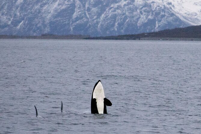 Silent Whale Watching by Hybrid-Electric Boat from Tromsø - The day’s route: Lyngstuva lighthouse, Skjervøy herring, then Kvaenangen whales