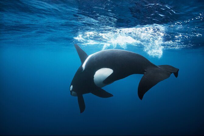 Snorkeling with Orcas In Norway, 4 days All-Inclusive expedition - Key takeaways before you go