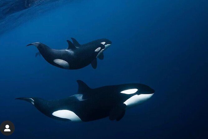 Snorkeling with Orcas In Norway, 4 days All-Inclusive expedition - What snorkeling with orcas and humpbacks really looks like