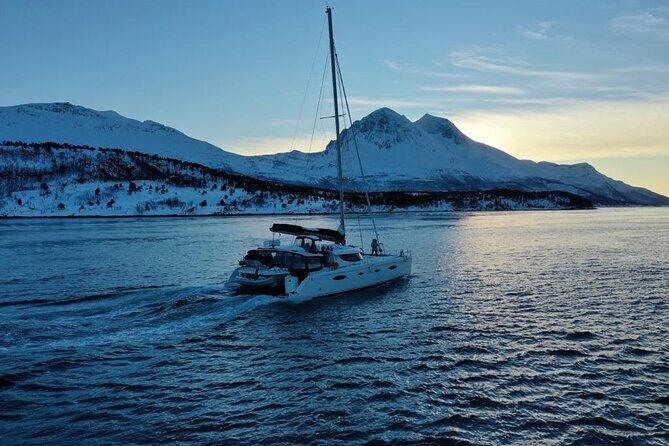 Snorkeling with Orcas In Norway, 4 days All-Inclusive expedition - Why herring hunting brings orcas to the north of Tromsø