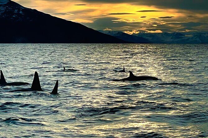 Snorkeling with Orcas In Norway, 4 days All-Inclusive expedition - Optional moments: scenery breaks and possible fishing time