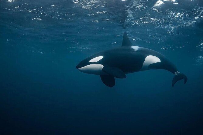 Snorkeling with Orcas In Norway, 4 days All-Inclusive expedition - The Tromsø meeting point and the small-group feel
