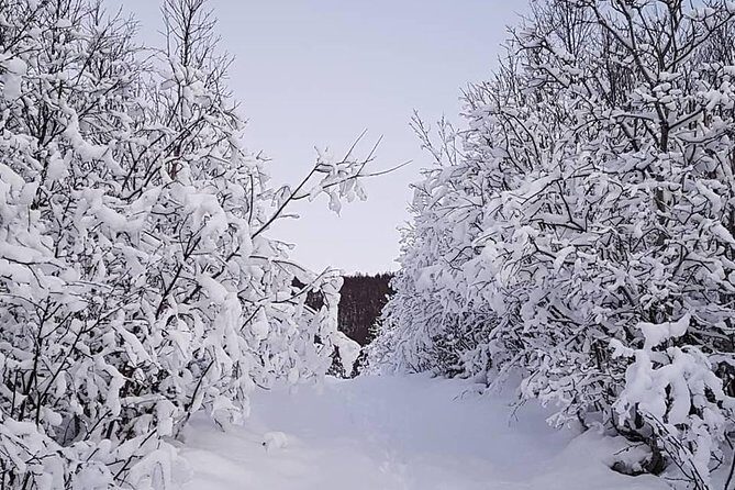 Snowshoeing With A View - Key highlights you’ll care about