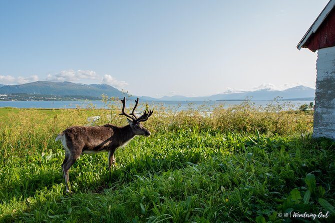 Summer Fjord Road Trip with Citizen Science with Wandering Owl - Driving Time, Stop Length, and What a 4-Hour Trip Really Gives You