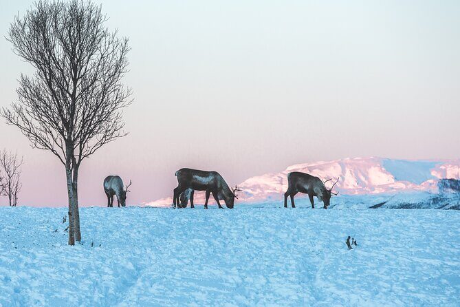 Tour of the authentic fjords of Kvaløya - Food, drinks, and winter comfort on the minibus