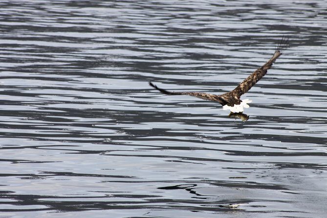 Tromsø: Arctic Fjord Cruise & Fishing Experience - The Fjord Cruise: Why the Scenery Matters Here
