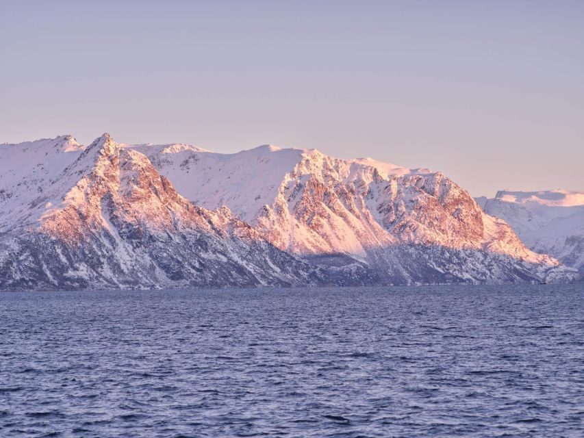 Tromsø: Arctic Fjord Cruise in Polar Landscapes - Kiosk stop and the food reality